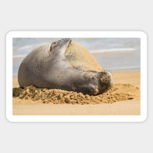 Eepo the Hawaiian monk seal Sticker